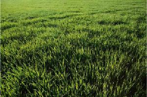 草地早熟禾