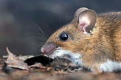 川西田鼠 川西田鼠