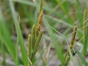 華南薹草 華南薹草