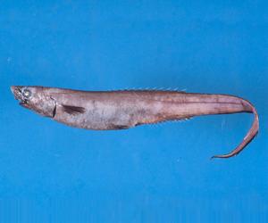 長吻背棘魚 長吻背棘魚