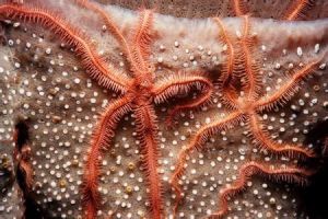 刺皮動物門 刺皮動物門