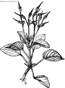 唇萼苣苔 唇萼苣苔