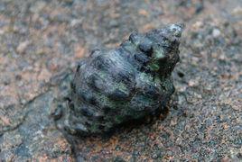 疣荔枝螺 疣荔枝螺