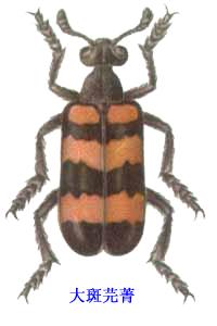 大斑芫菁 大斑芫菁