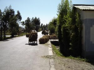 會龍盤自然村 會龍盤自然村