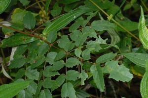 台灣楤木 台灣楤木
