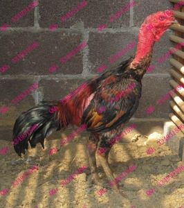 山東明良鬥雞養殖場 山東明良鬥雞養殖場