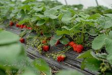 有機草莓大棚種植