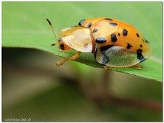 星斑梳龜甲 星斑梳龜甲