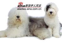 古老英國牧羊犬