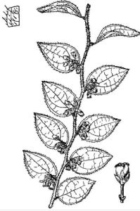 短穗白珠 短穗白珠