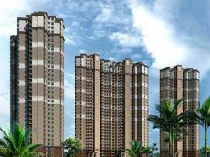 龍胤當歸 龍胤當歸