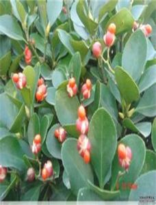 卵果冬青 卵果冬青