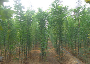 國槐小苗 國槐小苗