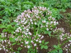 蕪菁葉艾納香 蕪菁葉艾納香