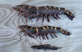 亞洲虎蝦 亞洲虎蝦