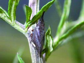 柳尖胸沫蟬 柳尖胸沫蟬