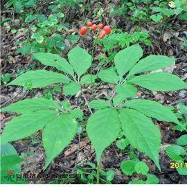 千年人參 千年人參