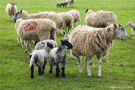 科茨沃爾德長毛綿羊 科茨沃爾德長毛綿羊