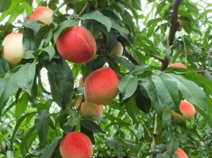 寶果園果品採摘基地 寶果園果品採摘基地