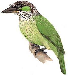 黃紋擬啄木鳥 黃紋擬啄木鳥