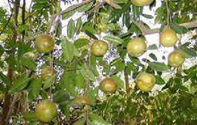 油茶油對心腦血管疾病有預防效果