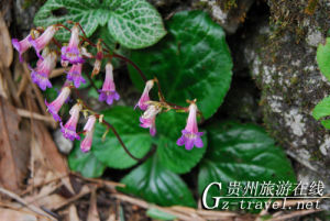 荔波唇柱苣苔 荔波唇柱苣苔