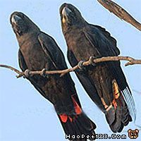 亮光黑鳳頭鸚鵡 亮光黑鳳頭鸚鵡