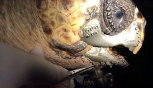 3D列印為受傷海龜重塑下頜
