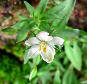 白花過路黃 白花過路黃