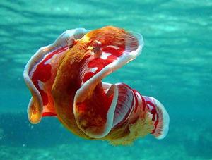 六鰓海牛 六鰓海牛