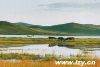 白音錫勒牧場 白音錫勒牧場