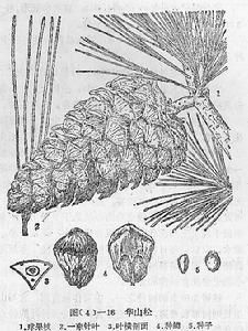 （圖）西部松大小蠹寄主