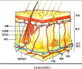 皮膚表皮細胞 皮膚表皮細胞
