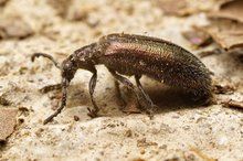 短腿水葉甲 短腿水葉甲