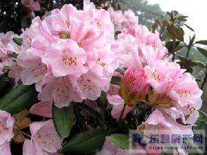 金佛山美容杜鵑 金佛山美容杜鵑