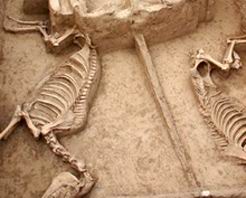 洛陽周王天子駕六博物館 洛陽周王天子駕六博物館