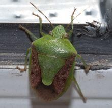 小珀椿象 小珀椿象