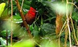 紅冠蟻唐納雀 紅冠蟻唐納雀