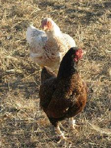 科尼什雞 科尼什雞