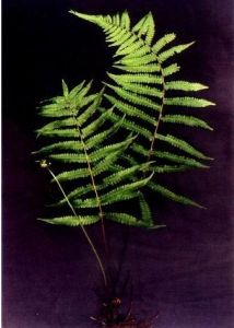 中華金星蕨 中華金星蕨