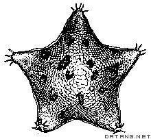 海燕[海星綱有棘目海燕科棘皮動物]