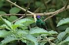 紫額輝蜂鳥 紫額輝蜂鳥