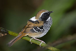 鱗紋蟻鳥 鱗紋蟻鳥