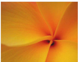 令人心醉的微距攝影