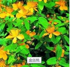 異金絲桃苷 異金絲桃苷