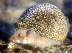 刺蝟陝西亞種 刺蝟陝西亞種