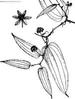 西南菝葜 西南菝葜