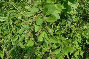 單葉拿身草 單葉拿身草