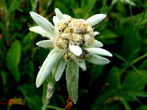 （圖）空中草園